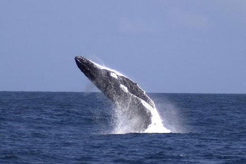 Tangalooma Island Resort Whale Watching Day Cruise With Dolphin Viewing - Holiday Adelaide 4