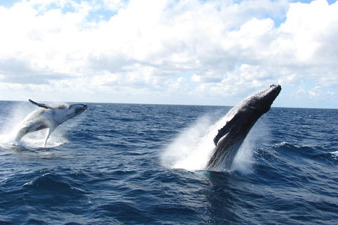 Tangalooma Island Resort Whale Watching Day Cruise With Dolphin Feeding - Holiday Adelaide 1