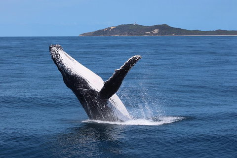 Tangalooma Island Resort Whale Watching Day Cruise With Dolphin Feeding - Holiday Adelaide 3