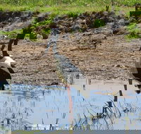 Darwin to Kakadu Day Trip by Air Including Yellow Water Cruise - Holiday Adelaide