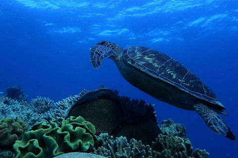 3 Day Whitsundays Sailing And Diving Adventure: Kiana - Holiday Adelaide 2