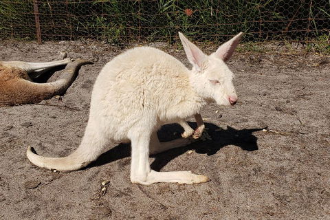 Very Best Of Perth Tour - Wildlife Park & City Highlights Tour - Holiday Adelaide 3