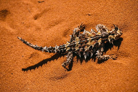 4-Day Coastal Loop Via Monkey Mia Wild Dolphins Kalbarri Pinnacles Perth Return - Holiday Adelaide 5