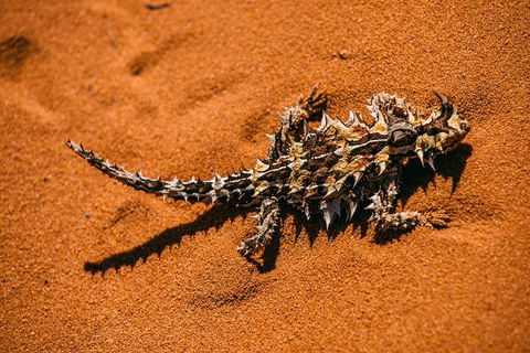 Pinnacles Sunset Dinner And Stargazing Experience A Small Group Tour - Holiday Adelaide 5