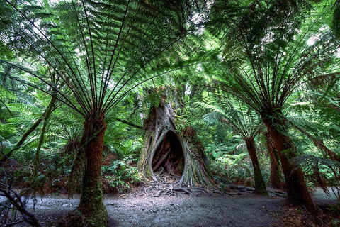 Small-Group Great Ocean Road And 12 Apostles Full-Day Tour From Melbourne - Holiday Adelaide 4