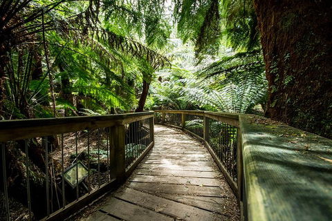 Small-Group Great Ocean Road Experience And Surf Coast Tour - Holiday Adelaide 1