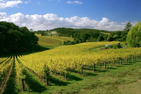 McLaren Vale And Glenelg Wine Tasting And Sightseeing (Half-day Afternoon) - Holiday Adelaide 4