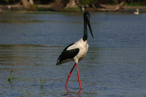 Litchfield And Jumping Crocodiles Full Day Trip From Darwin - Holiday Adelaide 1