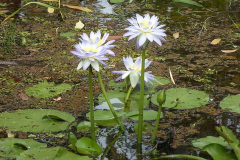 Yellow Water Cruise - Kakadu - Holiday Adelaide 0