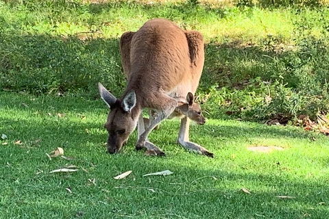 Pinnacles Day Trip From Perth Including Yanchep National Park - Holiday Adelaide 4