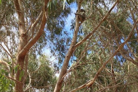 Kangaroo Island 4WD Tour - Best Of KI In 2 Days - Holiday Adelaide 0