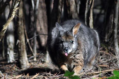 Small-Group Kangaroo Island 4WD Night Tour - Holiday Adelaide 1
