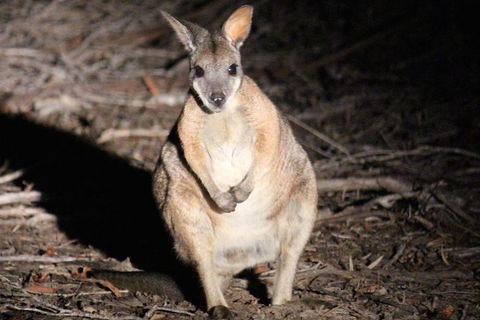Small-Group Kangaroo Island 4WD Night Tour - Holiday Adelaide 3