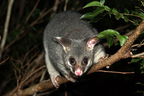 Small-Group Kangaroo Island 4WD Night Tour - Holiday Adelaide 5