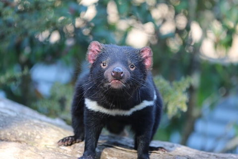 1-Hour Tasmanian Devil Feeding Day Tour At Cradle Mountain - Holiday Adelaide 1