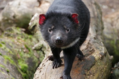 1-Hour Tasmanian Devil Feeding Day Tour At Cradle Mountain - Holiday Adelaide 4
