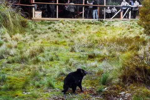 1-Hour Tasmanian Devil Feeding Day Tour At Cradle Mountain - Holiday Adelaide 5