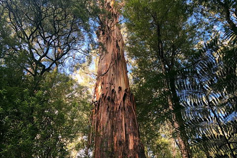 Ultimate Reverse Direction - 12 Apostles, Great Ocean Road - Small Group Tour - Holiday Adelaide 2