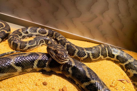 Pinnacles Desert (Private) Day Tour - Holiday Adelaide 1