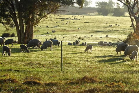 The Big Wave Rock (Private) Day Tour - Holiday Adelaide 1