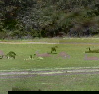 Yanchep  Lancelin - Wildlife Cave And Sands - Holiday Adelaide