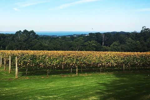 Yarra Valley Wine Tour Inc Lunch With A Glass Of Wine, Tastings And Chocolate - Holiday Adelaide 2
