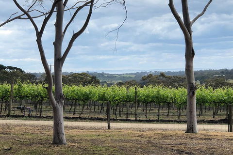 Yarra Valley Wine Tour Inc Lunch With A Glass Of Wine, Tastings And Chocolate - Holiday Adelaide 3