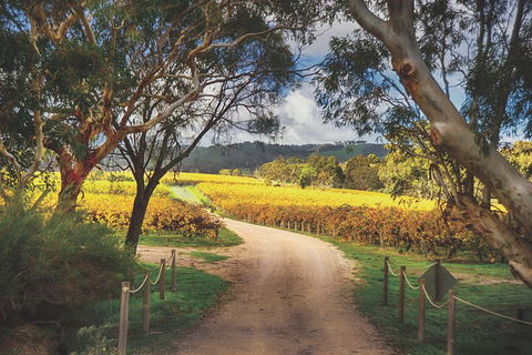 McLaren Vale Winery Small Group Tour With Wine Tasting And Lunch - Holiday Adelaide 1