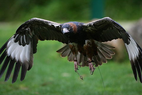 Yarra Valley Wildlife & Wine Day Tour From Melbourne With Healesville Sanctuary - Holiday Adelaide 1