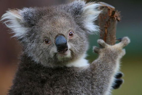 Yarra Valley Wildlife & Wine Day Tour From Melbourne With Healesville Sanctuary - Holiday Adelaide 2