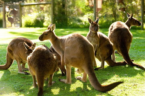 Yarra Valley Wildlife & Wine Day Tour From Melbourne With Healesville Sanctuary - Holiday Adelaide 4