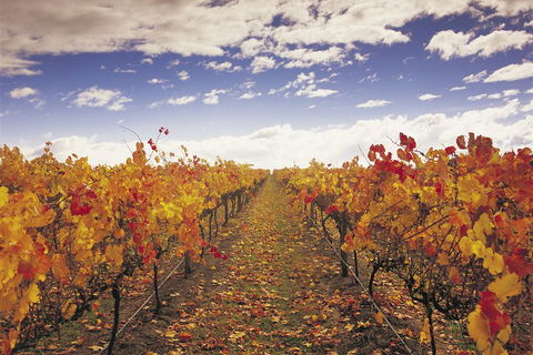 Yarra Valley Wildlife & Wine Day Tour From Melbourne With Healesville Sanctuary - Holiday Adelaide 5
