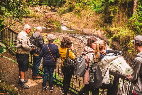 Full-day Springbrook National Park Tour From The Gold Coast - Holiday Adelaide 0