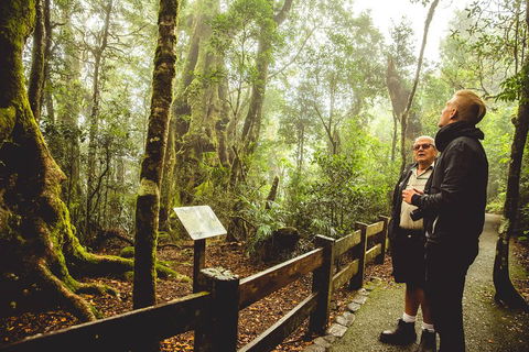 Full-day Springbrook National Park Tour From The Gold Coast - Holiday Adelaide 1