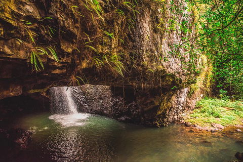 Full-day Springbrook National Park Tour From The Gold Coast - Holiday Adelaide 4