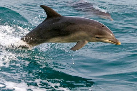 1.5HR Mudjimba Island Wildlife Safari - Holiday Adelaide 0