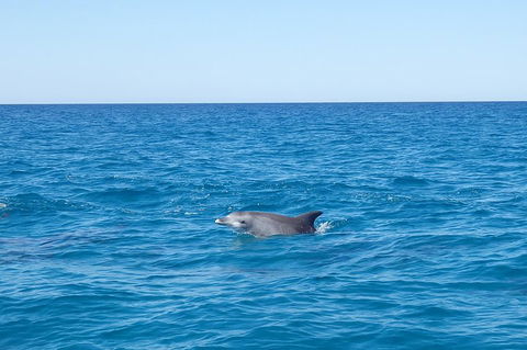 Noosa Wild Dolphin Safari - Holiday Adelaide 1