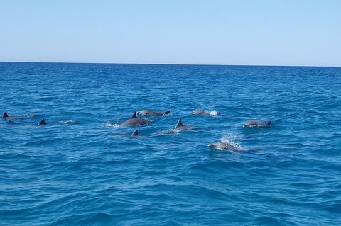 Noosa Wild Dolphin Safari - Holiday Adelaide 3