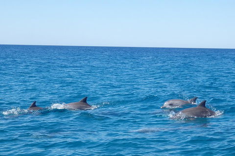 Noosa Wild Dolphin Safari - Holiday Adelaide 5