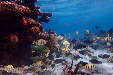 Lagoon Explorer - Ningaloo Reef Full-Day Kayaking And Snorkeling Adventure - Holiday Adelaide 2