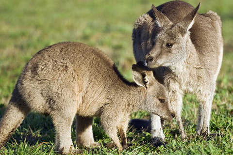 LGBT+ Friendly Full Day Phillip Island Private Tour - Holiday Adelaide 3