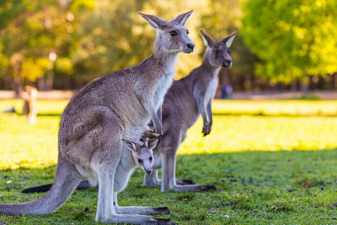 LGBT+ Friendly Full Day Phillip Island Private Tour - Holiday Adelaide 4