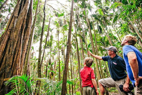Natural Bridge & Springbrook Waterfalls Tour + Hot Air Balloon With Breakfast - Holiday Adelaide 5