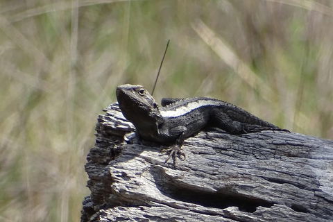 Inside The Greater Blue Mountains World Heritage - A Private Wildlife Safari Overnight - Holiday Adelaide 2