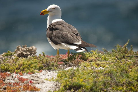 From The Mountains To The Bay - 4 Day Rediscovery Small Group Tour - Holiday Adelaide 1