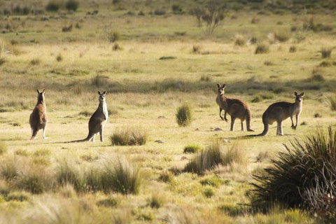 From The Mountains To The Bay - 4 Day Rediscovery Small Group Tour - Holiday Adelaide 4