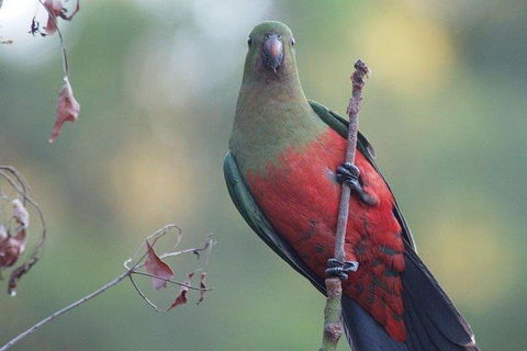 Inside The Greater Blue Mountains World Heritage - A Wildlife Safari Overnight - Holiday Adelaide 0