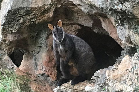 Inside The Greater Blue Mountains World Heritage - A Wildlife Safari Overnight - Holiday Adelaide 1