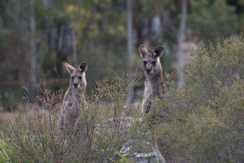 Inside The Greater Blue Mountains World Heritage - A Wildlife Safari Overnight - Holiday Adelaide 2