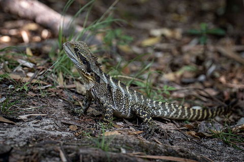 Cape Byron Aboriginal Tour - Holiday Adelaide 3
